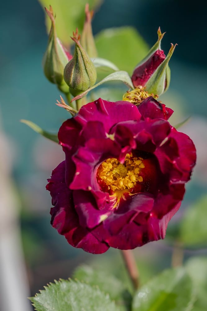 Rosier Princesse Sibilla de Luxembourg 2