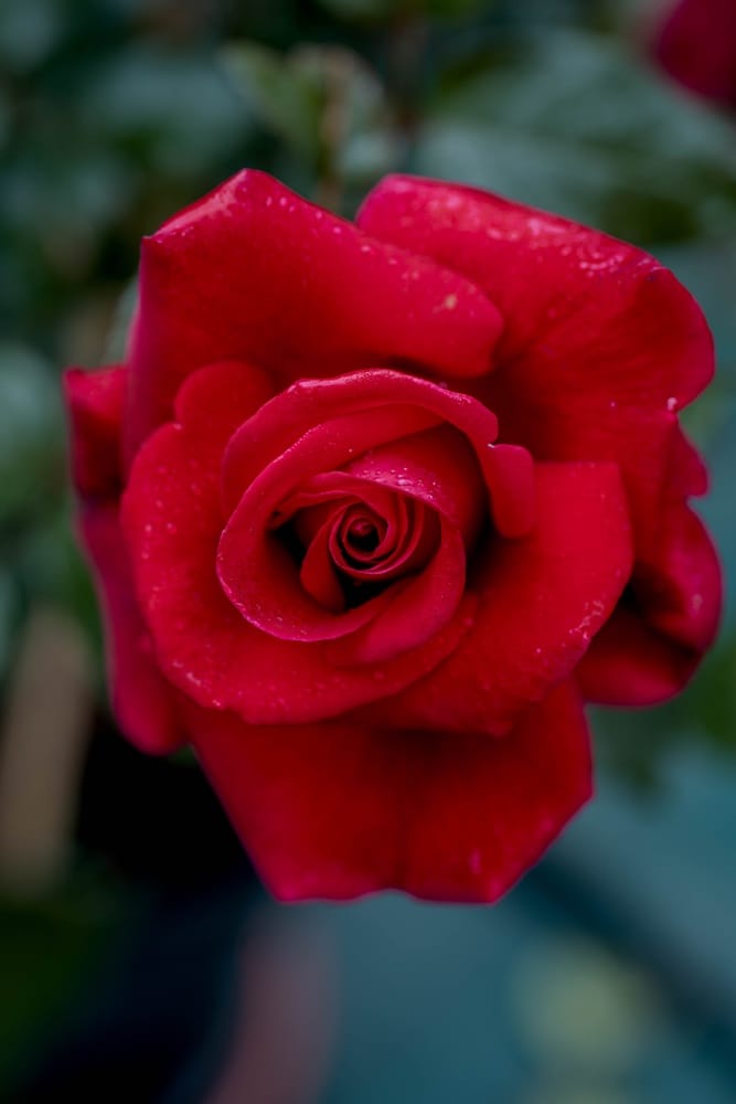 Rosier Red Parfum
