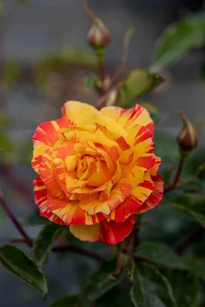 Rosier Splash 3