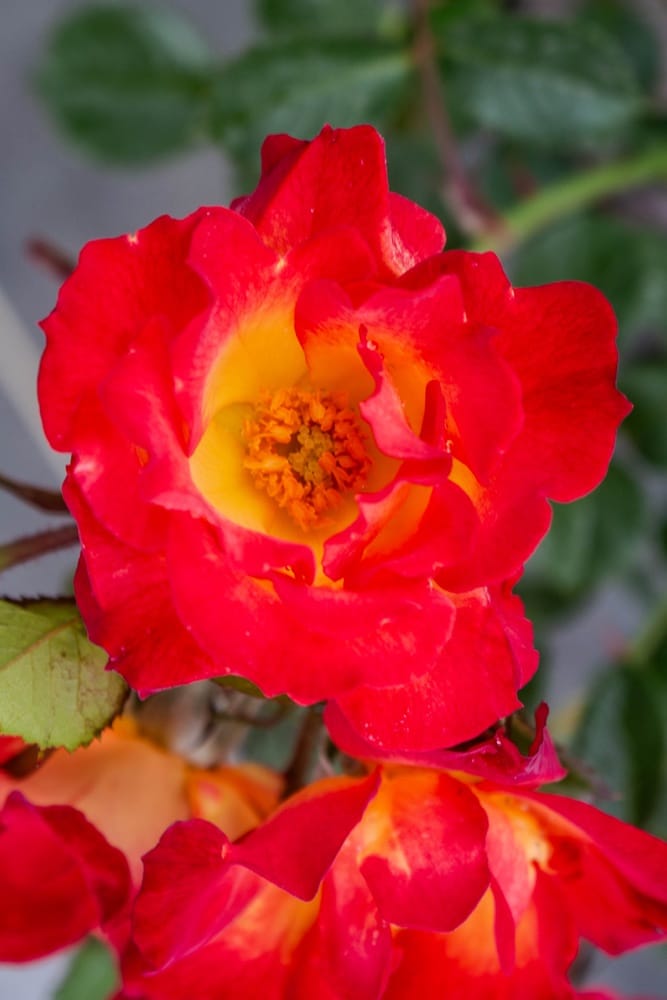 Rosier Summer of Love 2