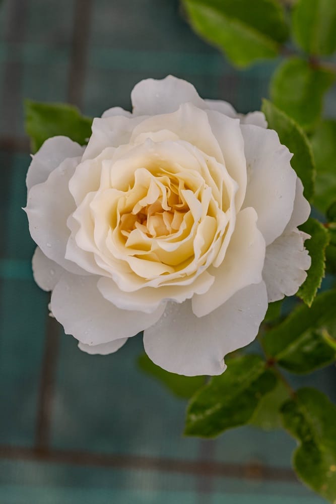 Rosier Tobago Odore
