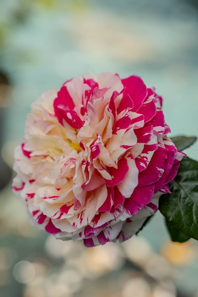 Rosier Vanille Fraise 2