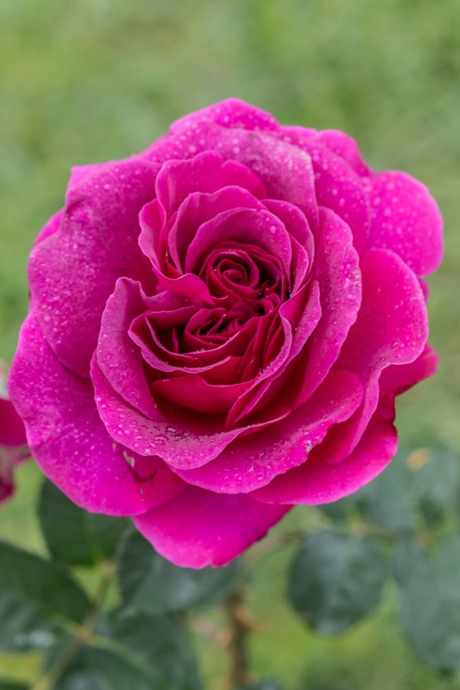 Rosier Voluptia Purple 9