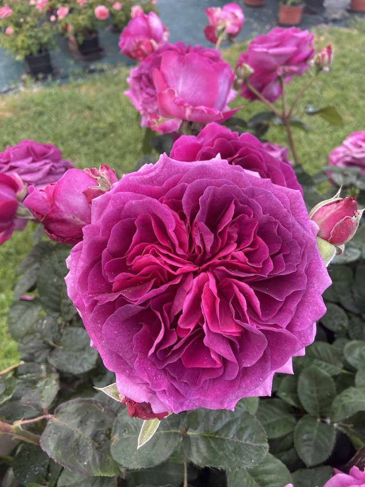 Rosier Voluptia Purple