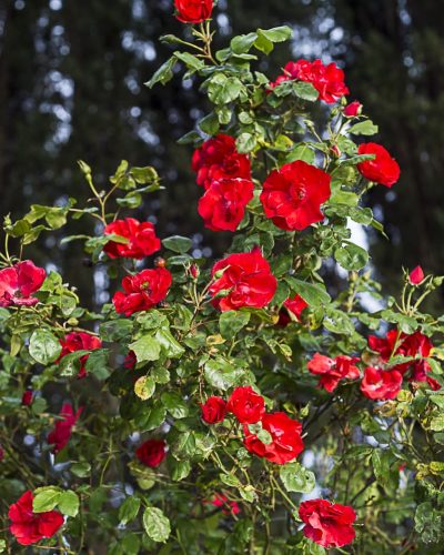 8366.la-sevillana-grimpant-