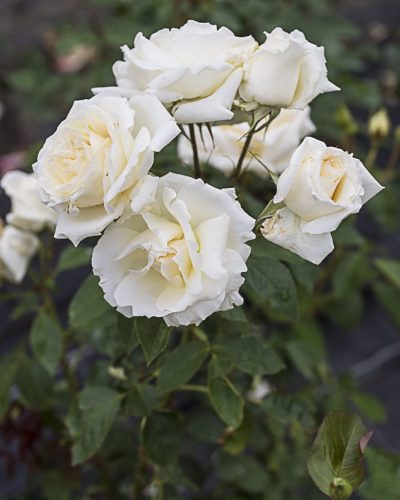 8369.douce-blanche-buisson