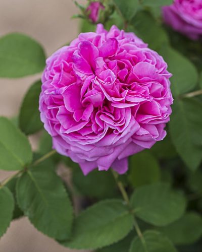 8393.yolande-d-aragon-rosier-ancien-buisson