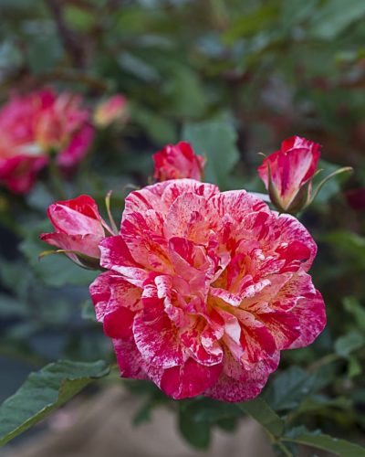 8465.punch-buisson