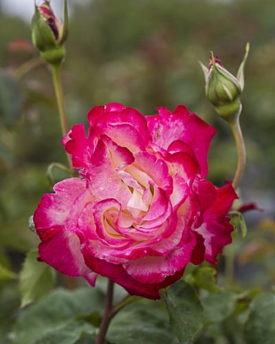 8479.double-delight-buisson