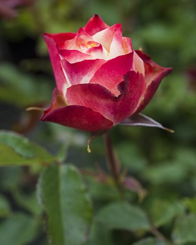 8486.origami-buisson