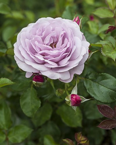 8489.lady-perfume-buisson