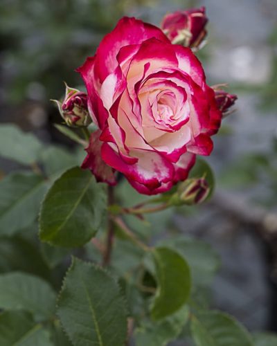 8543.jubilé-du-price-de-monaco-buisson-
