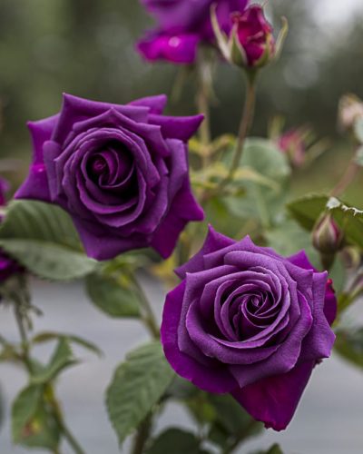 8575.purple-eden-buisson