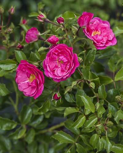8632.emera-buisson-