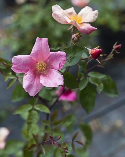 8634.rosa-chinensis-mutabilis-buisson