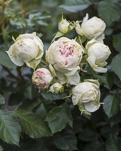 8637.pompom-flower-circus-buisson