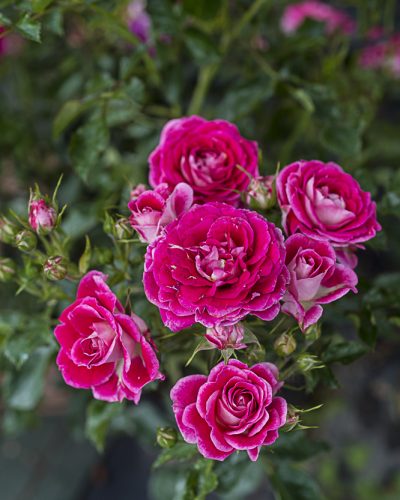 8638.blush-flower-circus-buisson