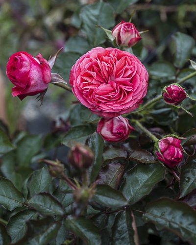 8673.agnes-shillinger-buisson