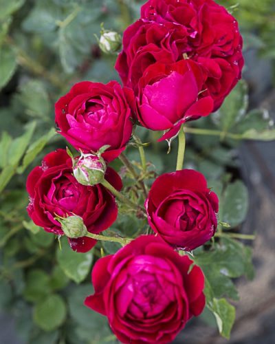 8696.cherry-flower-circus-buisson