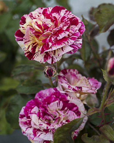 8711.rosa-paparazzi-buisson