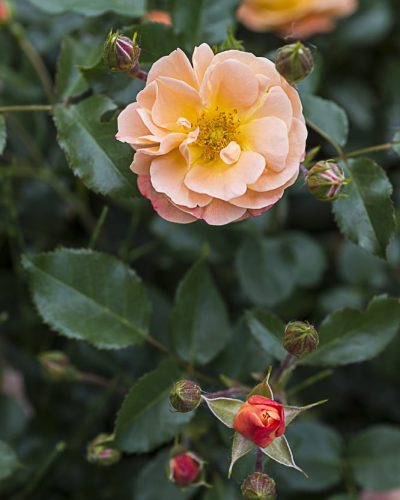8717.calizia-buisson