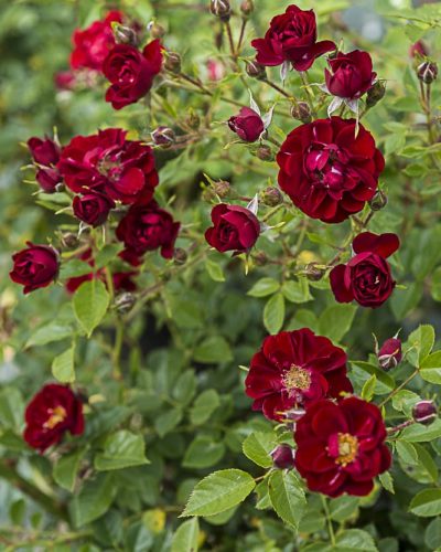 8735.the-fairy-red-buisson
