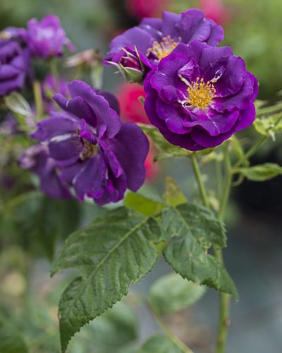 8749.rhapsody-in-blue-buisson