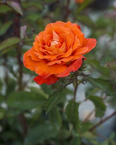8778.super-trouper-buisson