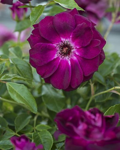 8807.burgundy-ice-buisson