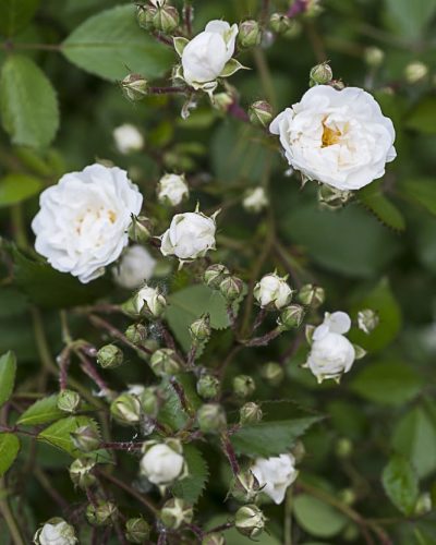 8863.little-white-pet-buisson