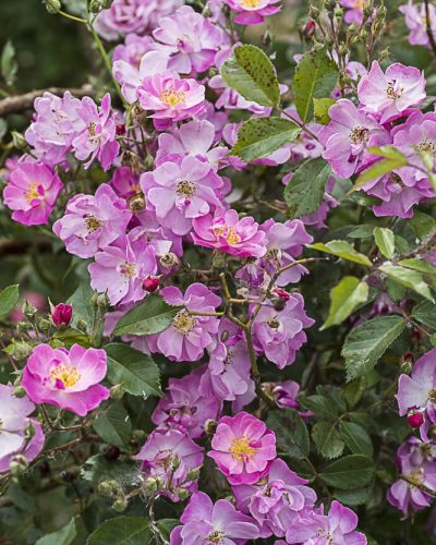 8866.lavender-dream-buisson