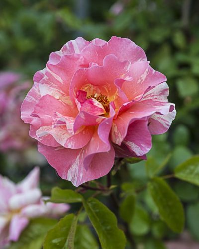 8888.sorbet-fruité-grimpant-