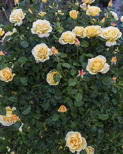 8949.glorius-buisson