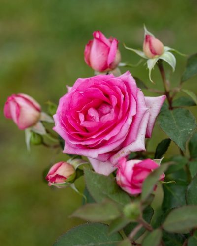 Rosier Altamoda 7