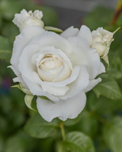Rosier Anapurna