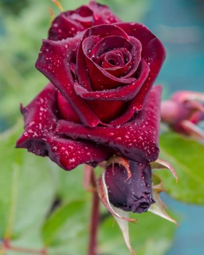 Rosier Black Baccara 1