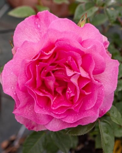 Rosier Borneo Odore 4