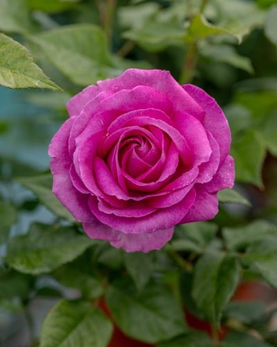 Rosier Catherine de Medicis 3