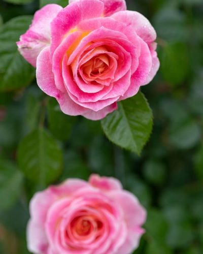 Rosier César