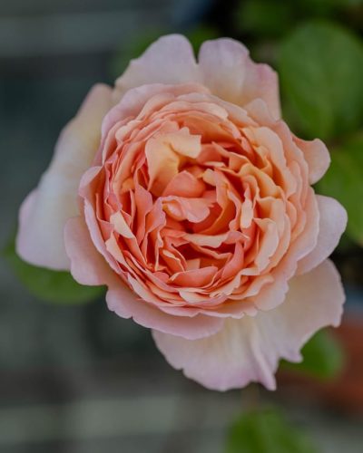 Rosier Charlène de Monaco 3