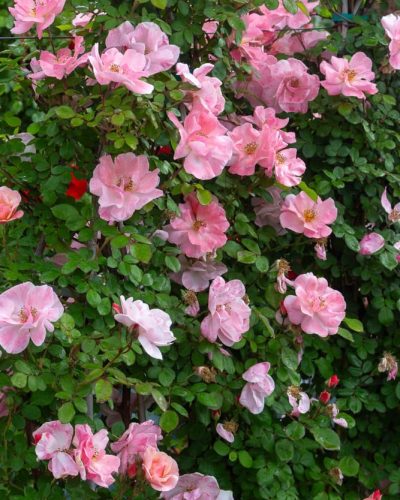 Rosier Clair Matin 4