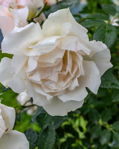 Rosier Crème Chantilly 1