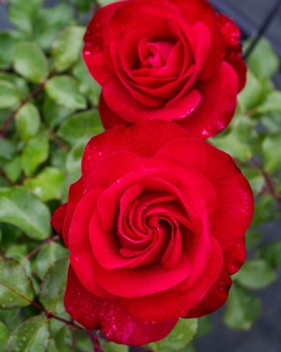 Rosier Dominica 2