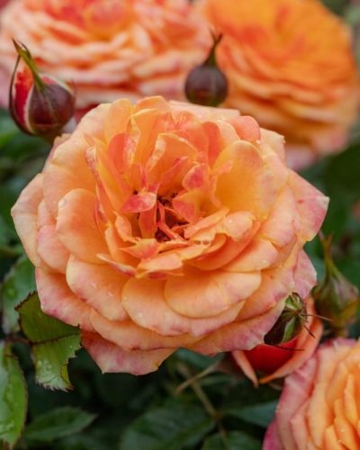 Rosier Don Pacello 2
