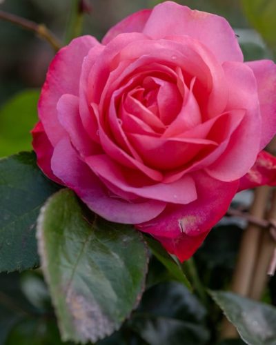 Rosier Drakkar 2