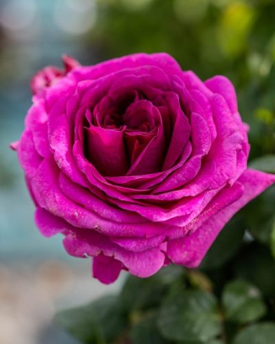 Rosier Fée Magenta