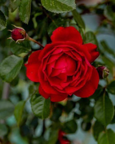 Rosier Florentina 11