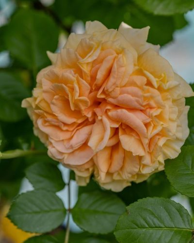 Rosier Frégate 2