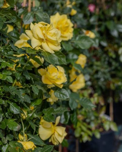 Rosier Friesia