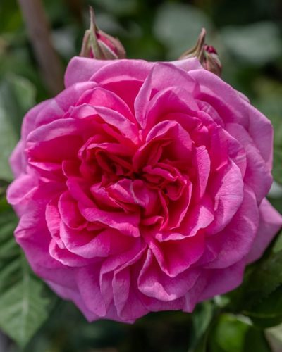 Rosier Gertrude Jekyll 2